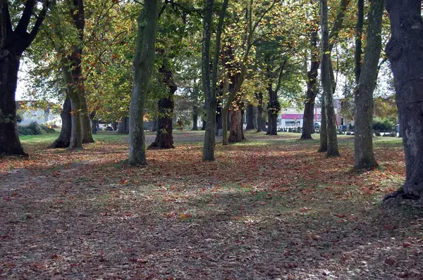 Monte Escalier Sérénité Pose monte escalier Idron